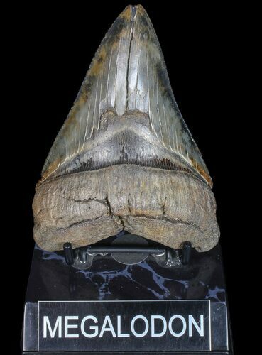 Serrated, Fossil Megalodon Tooth - Georgia #77667